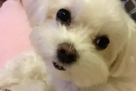 “纪宝贝”突然去世，引发网友回忆杀……图片