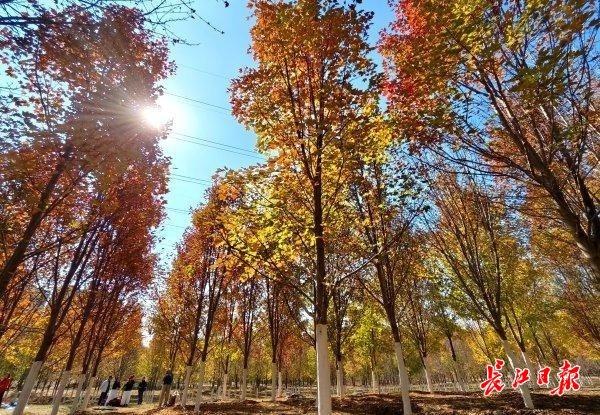 深秋红枫现美景，校园变成“调色盘”