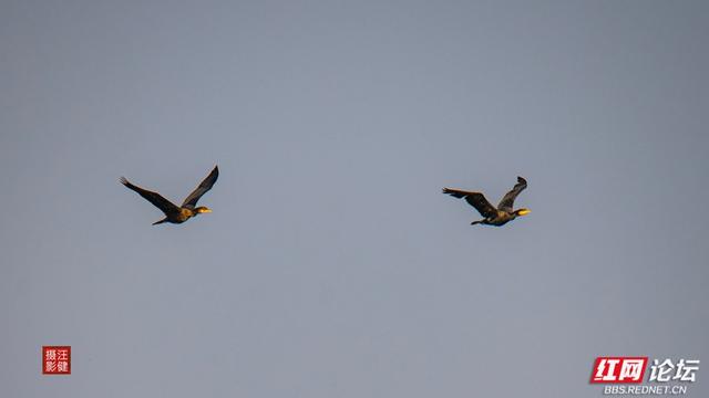 岁暖时刻丨慢享安乡珊珀湖时光：与候鸟相伴，遇见岁月静好