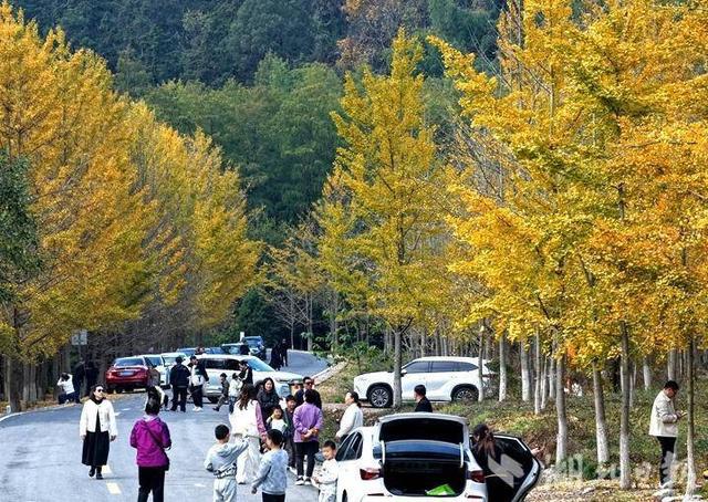 钟祥大口森林公园：银杏披金甲 游客醉秋光