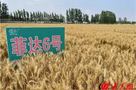 潍坊高密市醴泉街道：改革春风惠醴泉 宜居宜业次第开图片