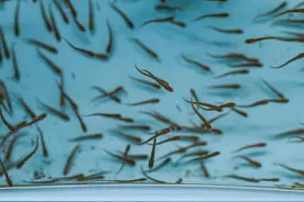 国家一级保护动物川陕哲罗鲑实现全人工规模化繁育图片