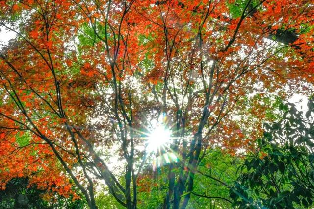 想你的“枫”，红了！终于红了！