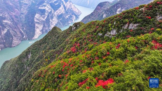 红叶扮靓长江巫峡