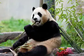 福宝、七仔……你所不知道的国宝大熊猫的另一面图片