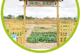 “共享菜园”越来越火，桂林市民乐当“城市农夫”图片