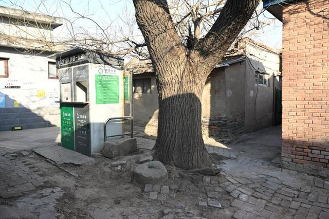 长辛店老镇11株国槐已达古树标准