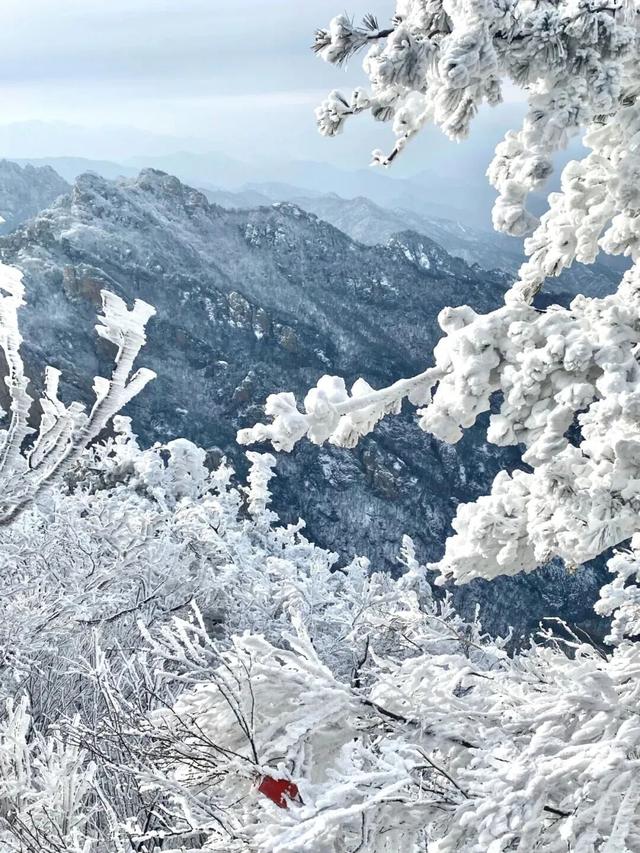 亮相央视！洛阳这些赏秋地，太美！