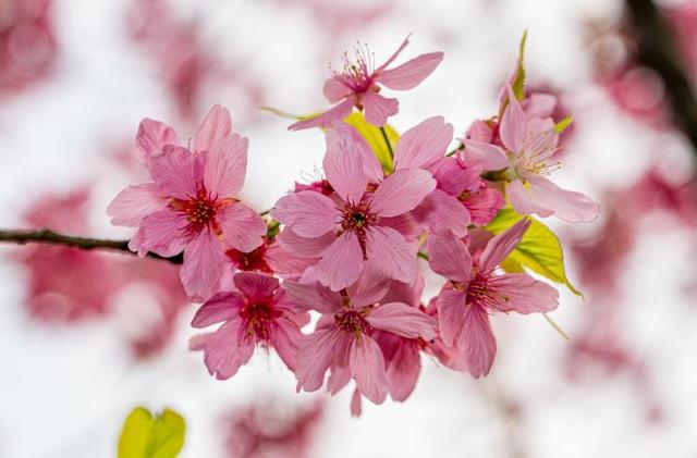 樱花桃花杏花……傻傻分不清？秒变识花高手，请点这里→