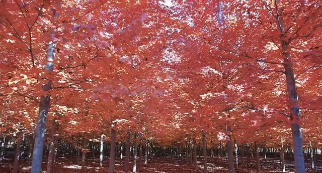层林尽染！山东金秋红叶观赏地图出炉 解锁醉美秋景