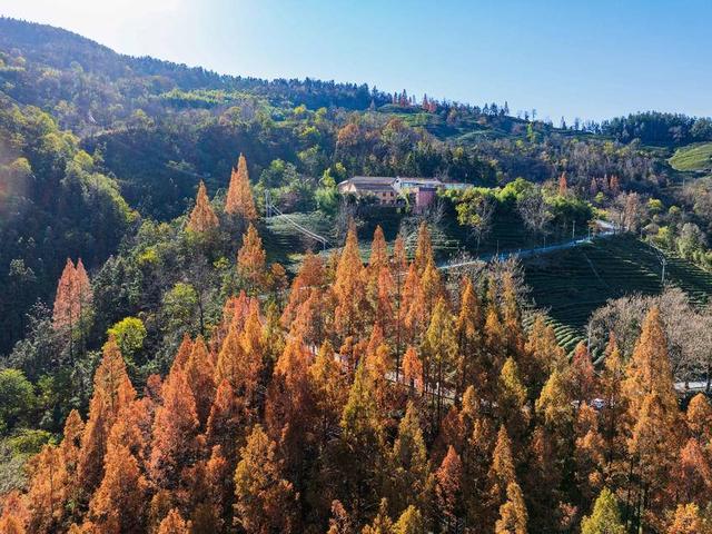 保康：冬日水杉着“红装”