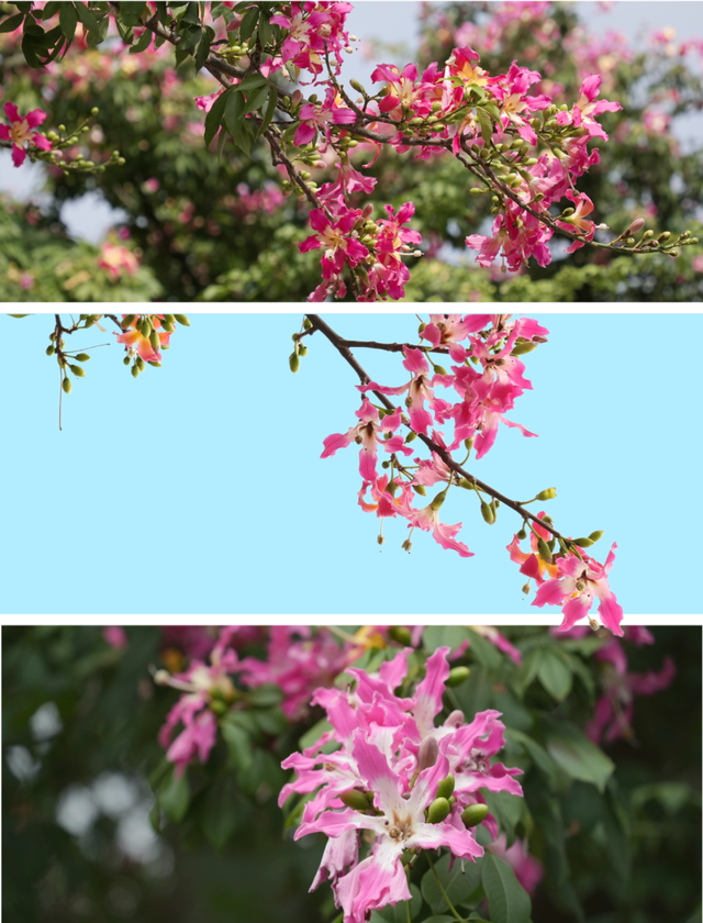 粉色花海，已开遍龙华