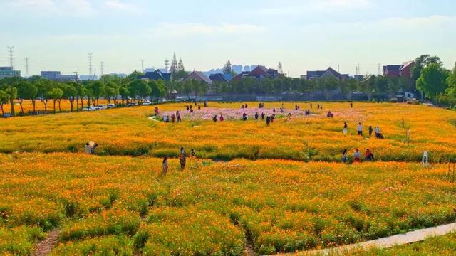 免费！上海近郊23000平方米硫华菊花海缤纷绽放→