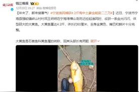 渔民捕获海中土豪金能卖二三万：大黄鱼重达4.2斤图片