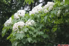 漳州开发区：静湖春色 油桐花盛开的诗意画卷图片