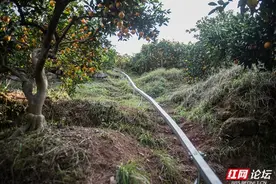 小火车代替小推车，麻阳冰糖橙坐上果园“专列”啦！图片