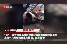 野生大熊猫潜入西安一农家小院熟睡，主人砍来新鲜竹子款待并报警图片