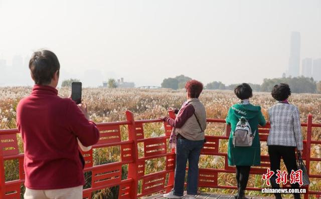 湖北武汉：芦荻花开引人入胜