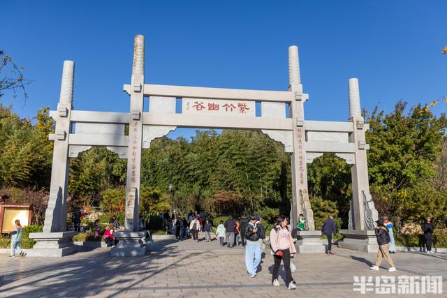 青岛深秋处处“鎏金”，美不胜收！