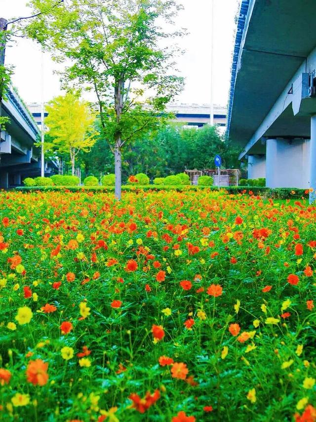“桥”见繁花！朝阳“浪漫”盛放！