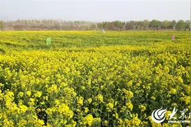春天里的济宁｜公主请赏花⑧牛楼油菜花海奏响春之序曲图片