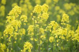 春季限定的仪式感：赏花、插花、吃花图片
