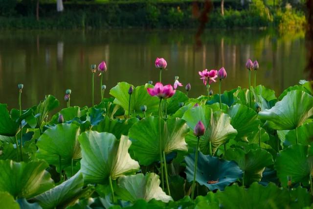 @荆州人，快来打开你的夏日限定相册！
