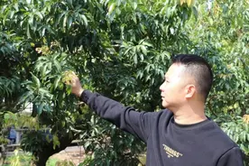 东莞今年荔枝成花率较低，减产已成定局图片
