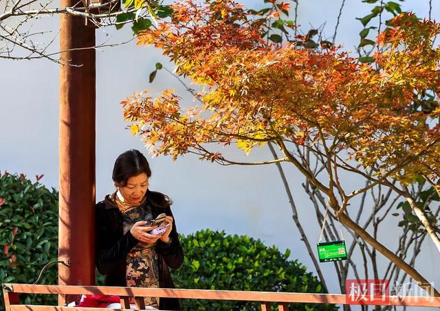 武汉解放公园：斑斓彩林染深秋，层林尽染入画来