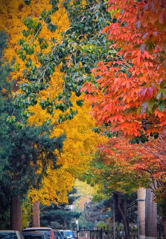 “隐藏款”北京秋景，就在中国气象局大院！