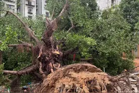 福州一小区内大树倒下，市民直呼太可惜！图片