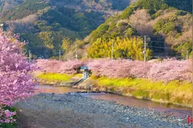 日本樱花观察③｜全球变暖，致日本现樱花开花乱象，生态系统将受严重冲击图片