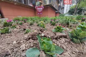 他们多元共治打造“口袋花园”，方寸之地尽显“民生幸福”图片