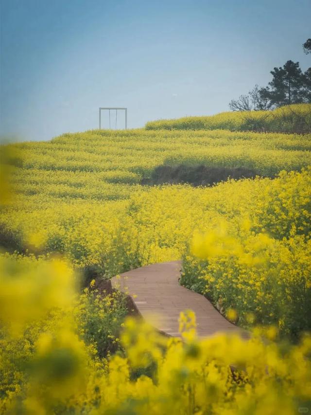大冬天去赏什么花~油菜花！