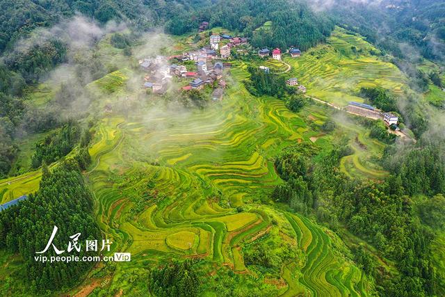 广西融水：秋染苗山“丰”景美