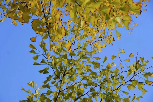 福州秋日限定浪漫已送达，附打卡点位→