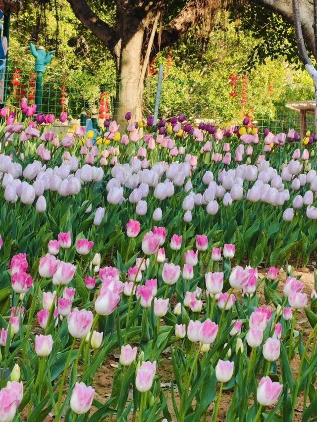 开了！开了！福州一公园上新！就在这里→