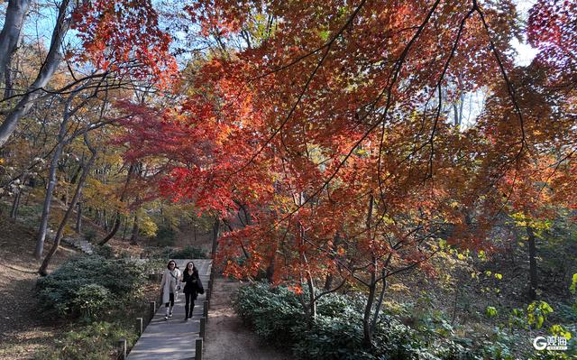 速来打卡！青岛限定“枫景”即将落幕