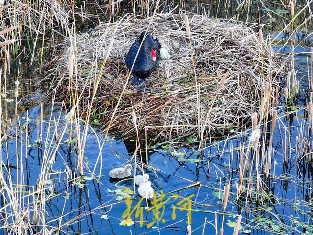 萌化了！跟着黑天鹅宝宝畅游济南华山湖