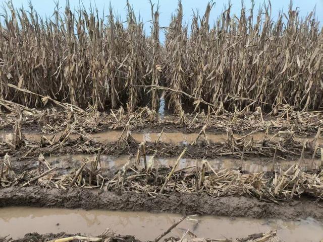 与秋雨“抢粮”	，河南玉米的烘干故事