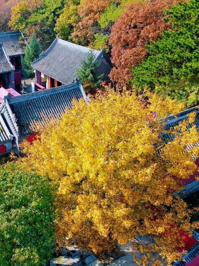 五彩斑斓！北京“漫山红叶”进最佳观赏期!