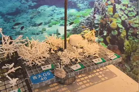 为珊瑚搭建“避难所”：广西北海涠洲岛的珊瑚礁保护与修复之路图片