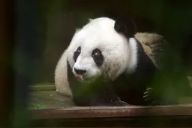 2023熊猫巴斯和平友好论坛将在都江堰举行！图片