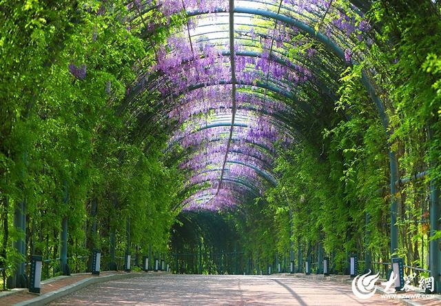 一城紫韵漫长廊！滨州紫藤花隧道迎来赏花季