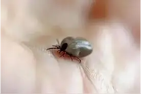 初夏防虫警报！这几种 “毒” 虫遇见千万要躲开图片