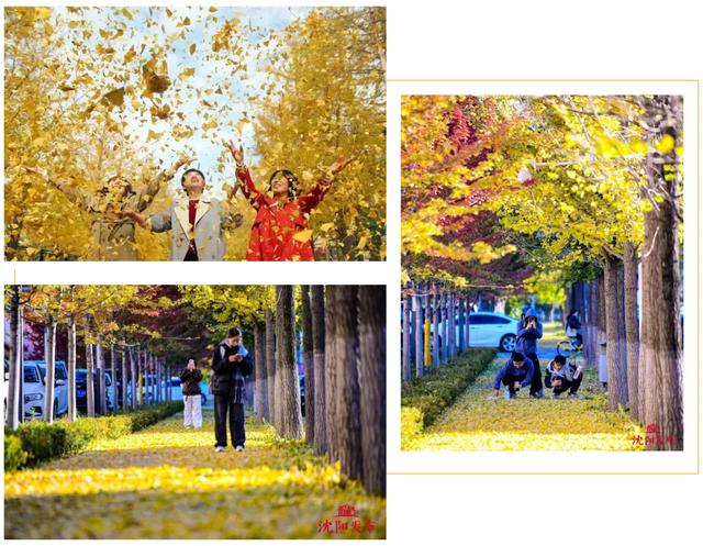 沈阳这些地方太美了!赏秋倒计时,错过等一年!