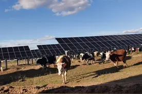 板上产“绿电”，板下牧牛羊，张家口尚义探索“光伏+”创新应用图片