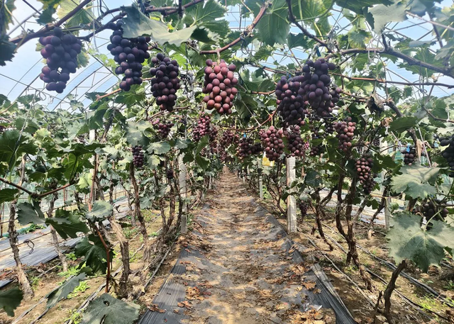 沈阳推出9条秋季乡村游精品线路，稻浪红枫、硕果肥蟹！