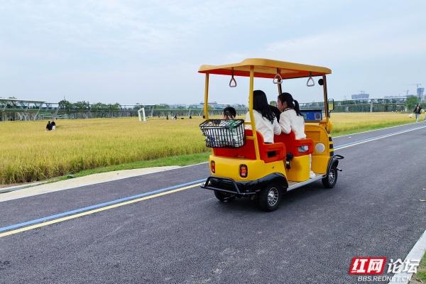 每一片叶子，都是大地写就的诗行——向野而生的大泽湖湿地公园