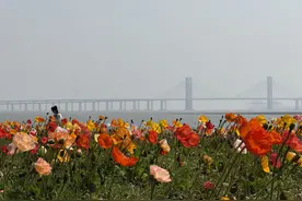 泉州滨海公园，虞美人争艳，现春日最浪漫油画图片